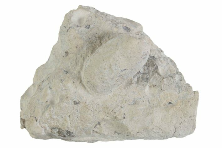 Eocene Fossil Snake Egg - Bouxwiller, France #366886